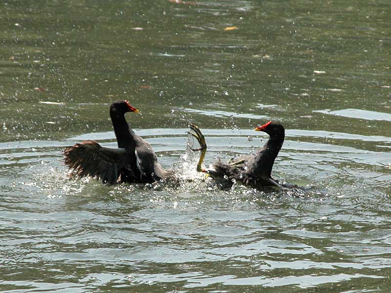 Gallinella d''acqua - Gallinula chloropus